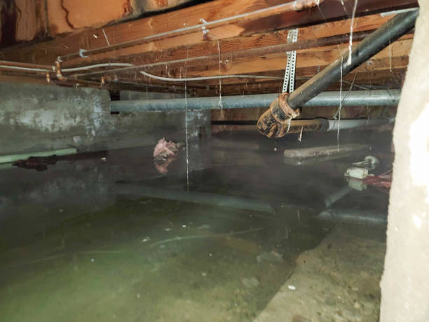 Best Professional water damage repair  in Island Walk, FL