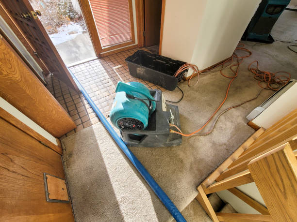 Best Water damage cleanup near me  in Island Walk, FL