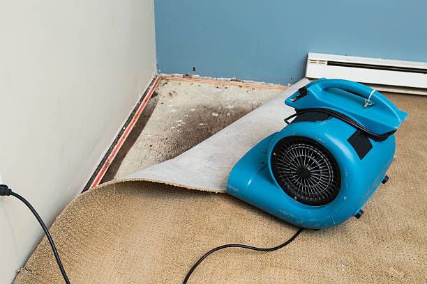 Best Flood damage cleanup  in Island Walk, FL